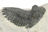 Bargain, Hollardops Trilobite - Ofaten, Morocco #254494-2